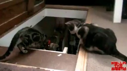 Un chat pousse un autre chat dans les escaliers