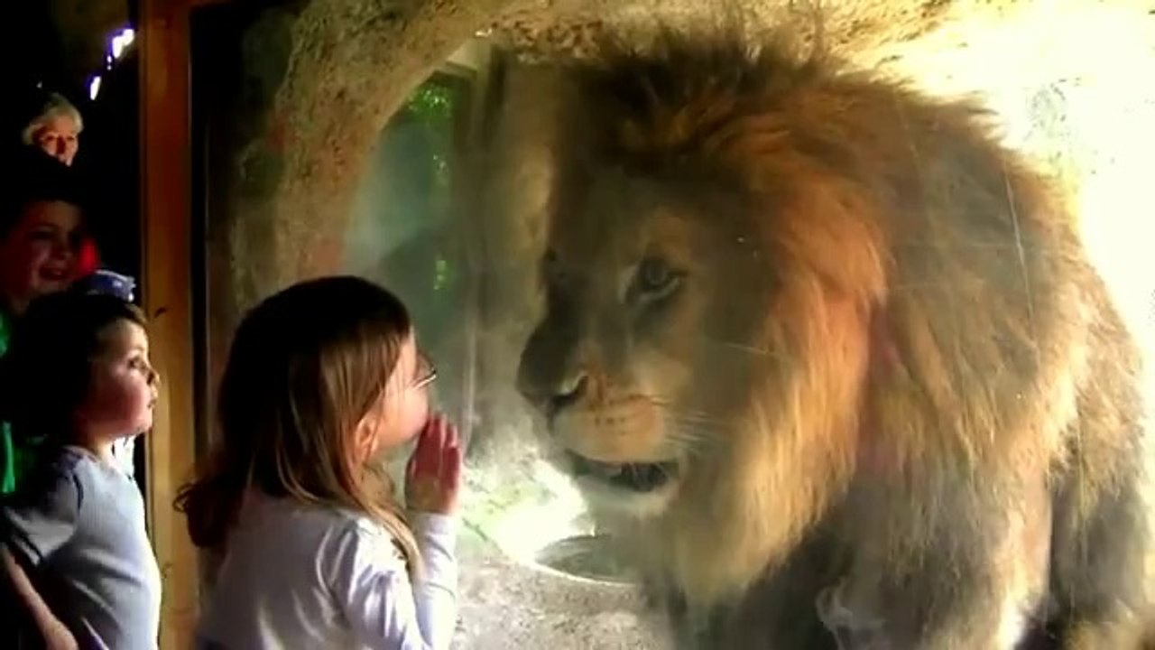 Rencontre nez à nez entre une petite fille et un lion
