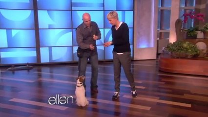 Uggie, le chien star de Hollywwod, fait le show