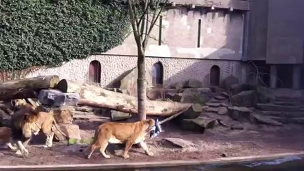 Un héron a la très mauvaise idée de se poser dans la fosse aux lions