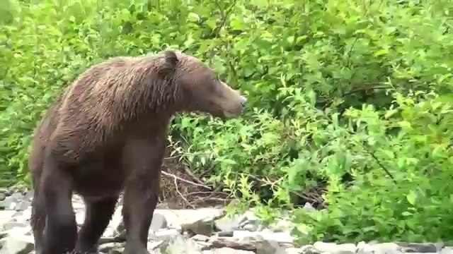 Un grizzly charge des touristes