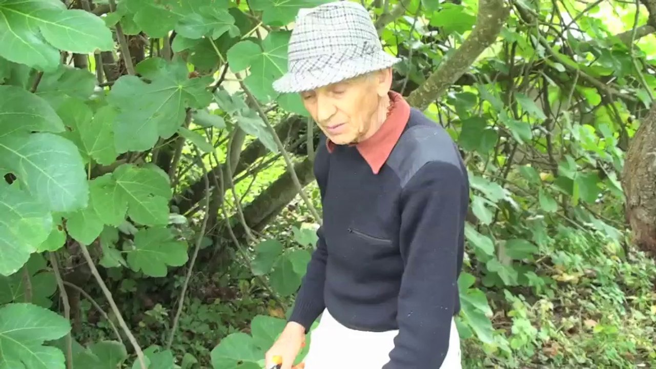 Marcottage à l'école et au jardin