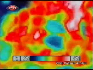 eşek arıların katlima ve japon arısının taktiği