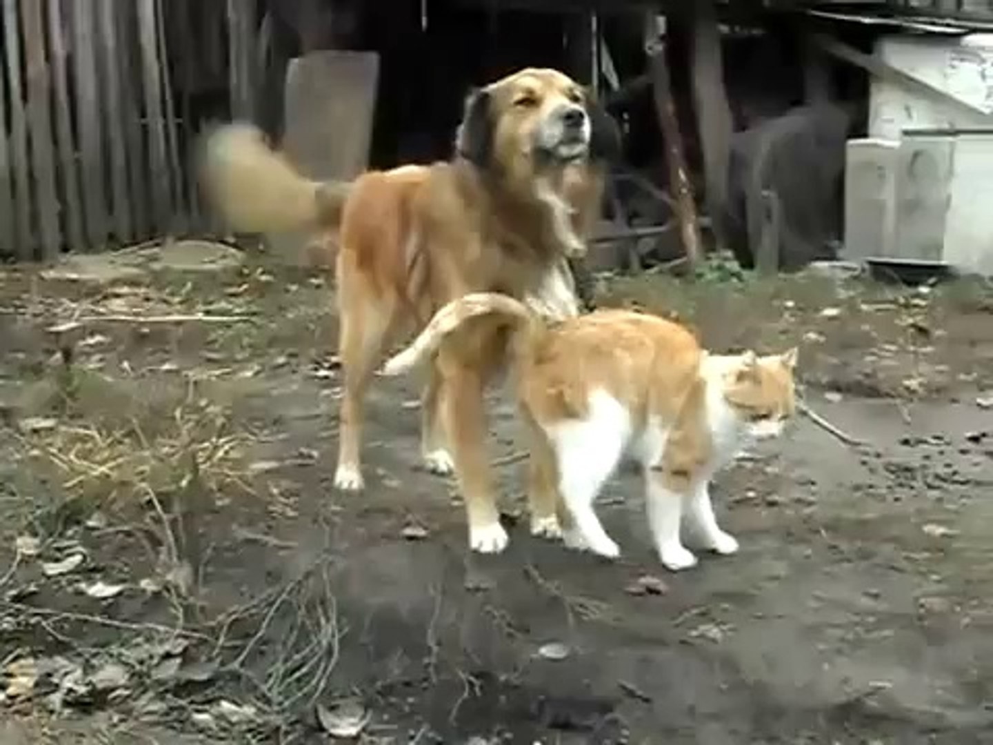 Une histoire d'amour entre un chien et un chat, image size:1440x1080