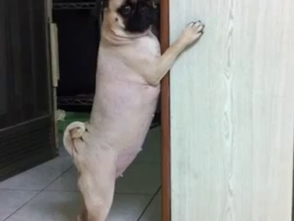 Un chien qui longe les murs