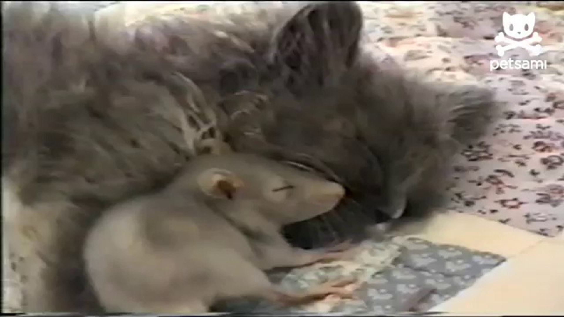 Une souris et un chat s'aiment à la folie - Vidéo Dailymotion