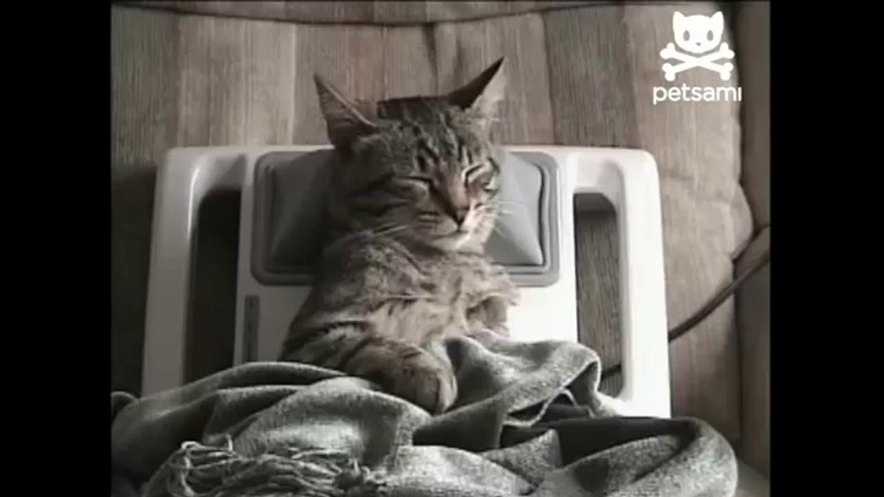 Ce chat aime particulièrement les massages