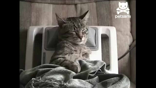 Ce chat aime particulièrement les massages