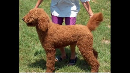 Lightnin' Hopkins: Let me Play with your poodle