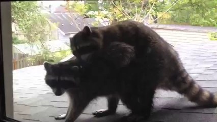 Fenêtre surprise: qui se cache derrière la vitre ?