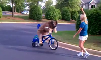 Un chien apprend à rouler à vélo