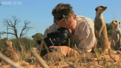 Moment incroyable avec des suricates