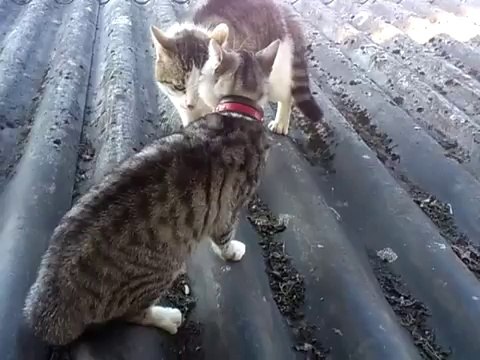 Deux chats se chauffent avant une grosse baston