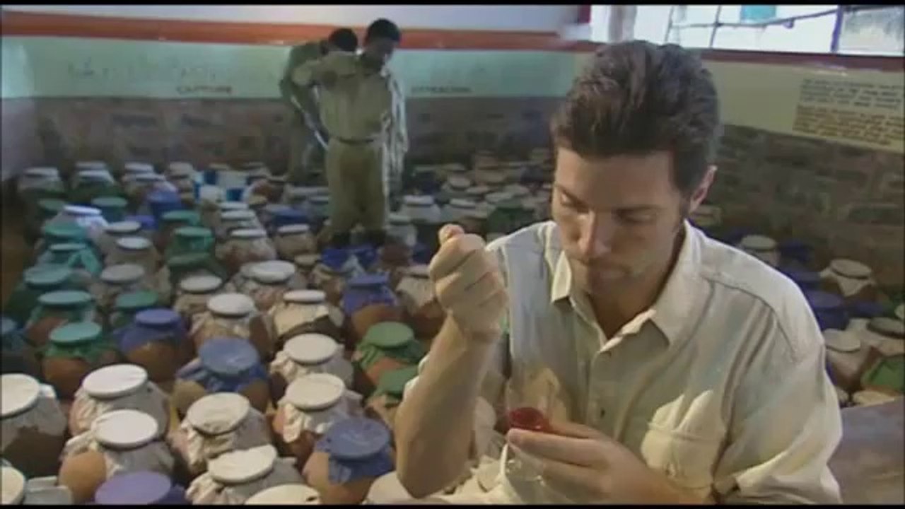 Incroyable: l'effet du poison d'un serpent sur le sang