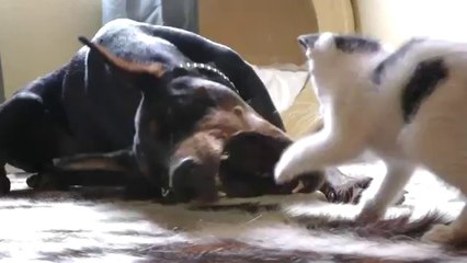Un chaton joue avec un gros doberman