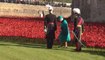 Grande guerre : la reine Elizabeth marche dans un champ de coquelicots, en souvenir des soldats tués