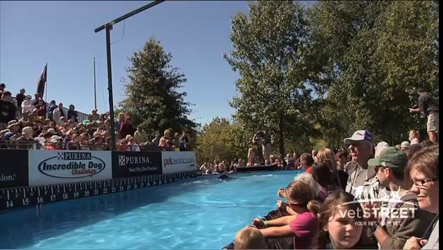 Vhoebe, le chien qui saute le plus loin au monde