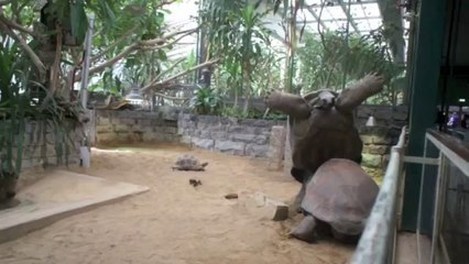 Une tortue prend un peu trop son pied