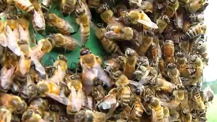 kovan önünde oğul gibi asılı bir şekilde duruyor