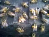 kovan önünde polenli arılar