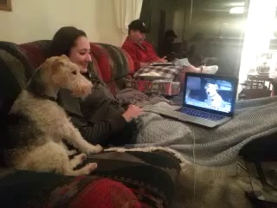 Un chien discute via Skype