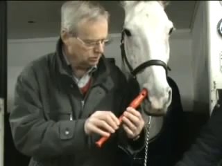 Un cheval joue de la flûte