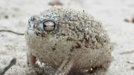 La grenouille la plus mignonne du monde