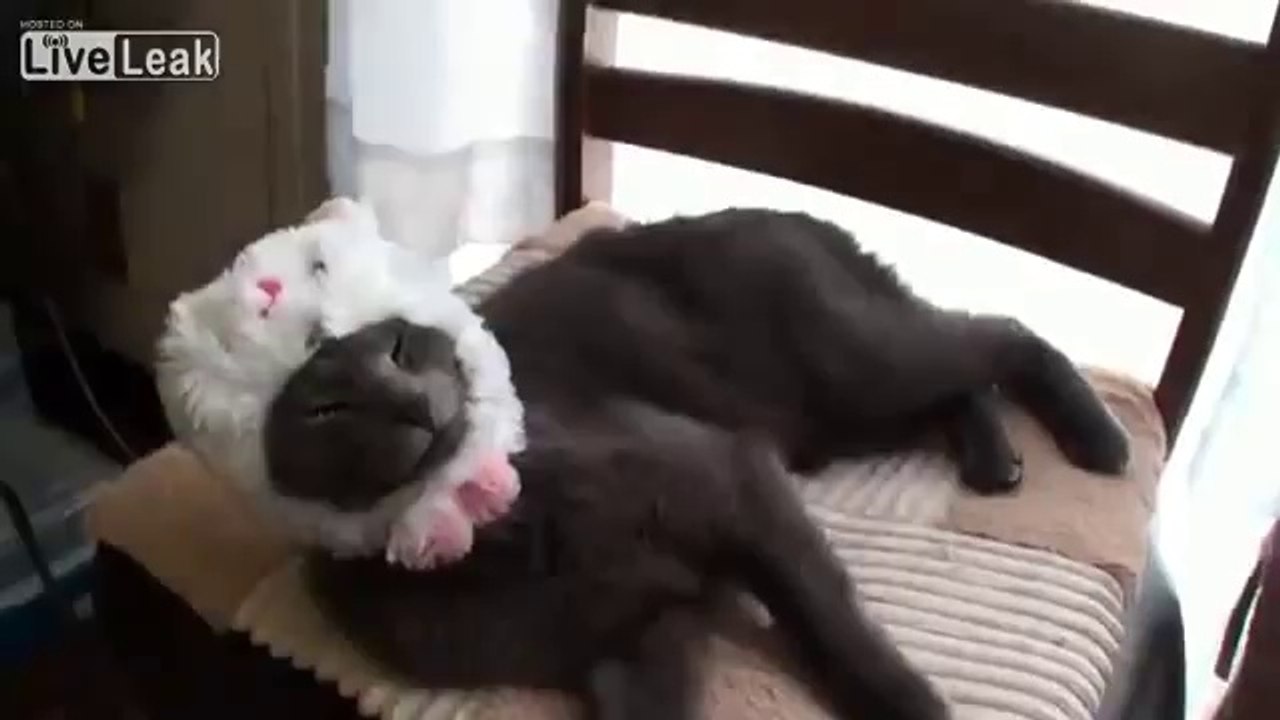 Un chat met un chapeau marrant sur sa tête