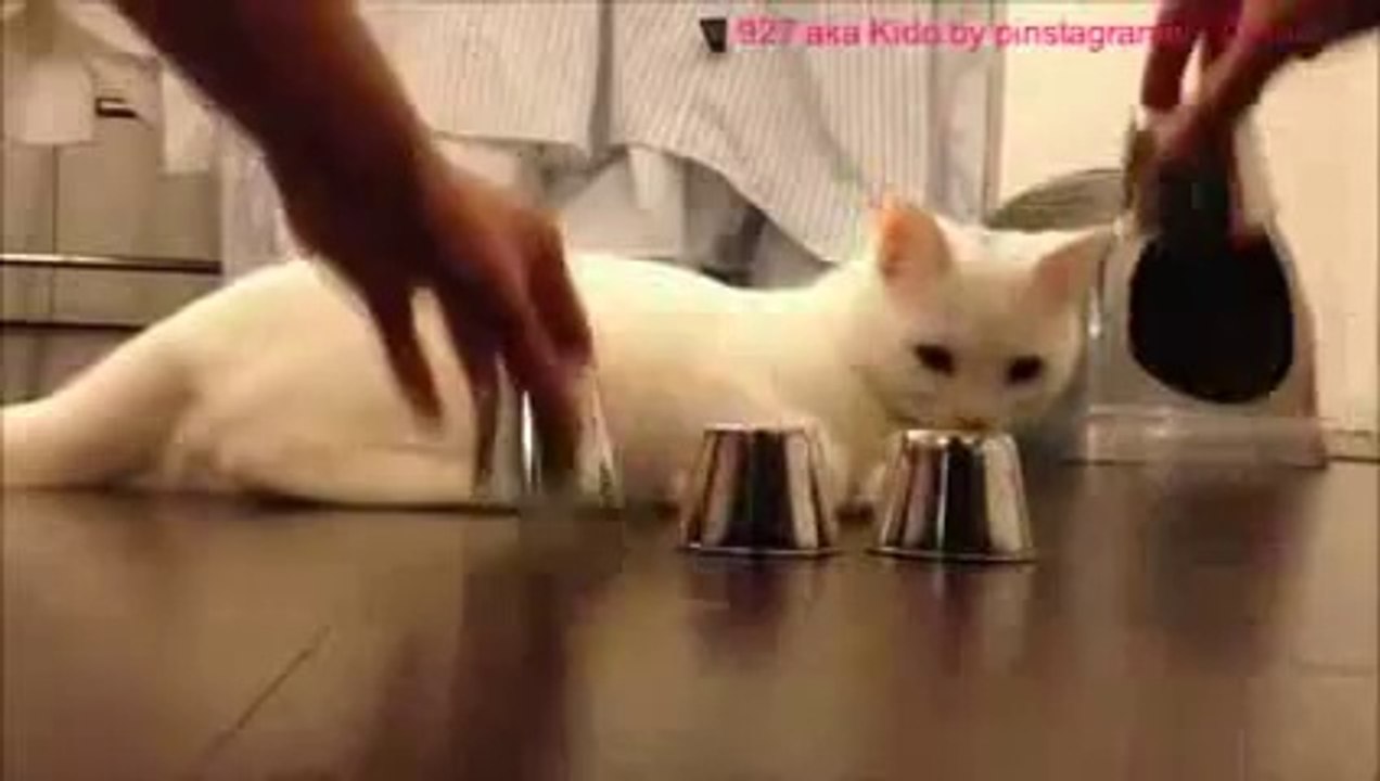 Un chat mentaliste...