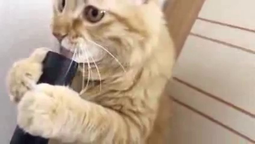 Un Chat Joue Avec Un Aspirateur Video Dailymotion