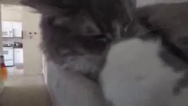 Un chat qui ronfle en dormant...