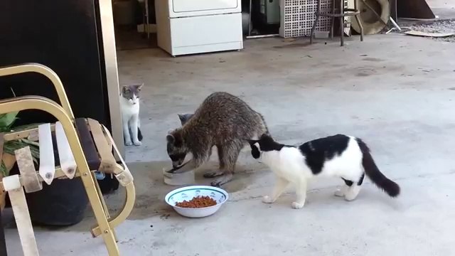 Un raton-laveur vole des croquettes pour chats avant de s'enfuir
