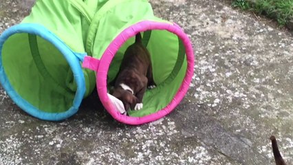 les aventuriers à 4 pattes