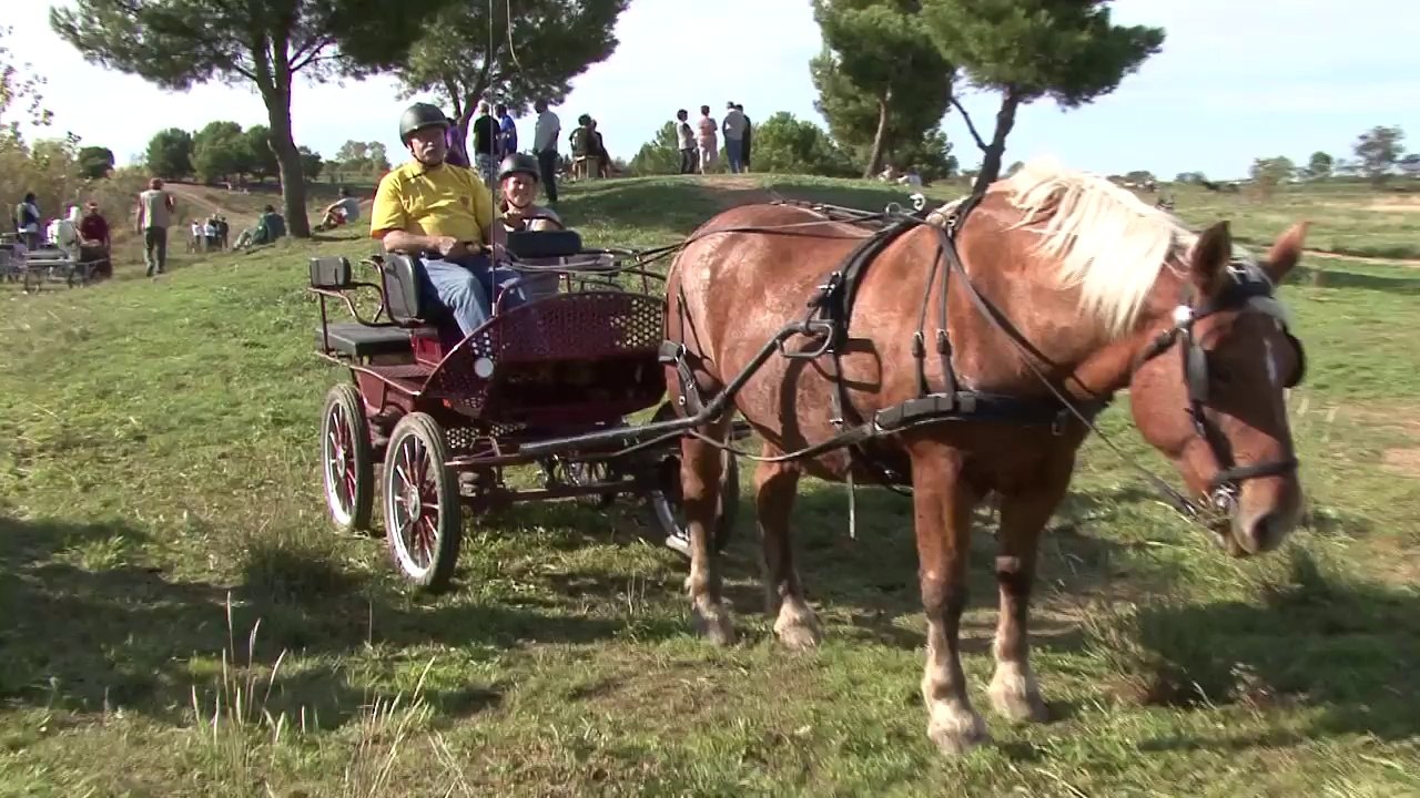 2014 - Vias - Concours d'attelages