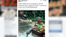 Inflatable Crocodile Causes Panic in the UK