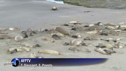 Combate de leones marinos