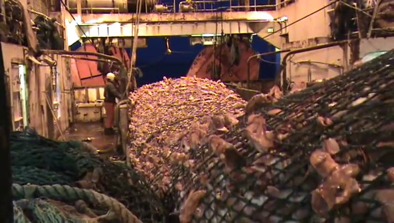 Hauling in a big catch of fish.