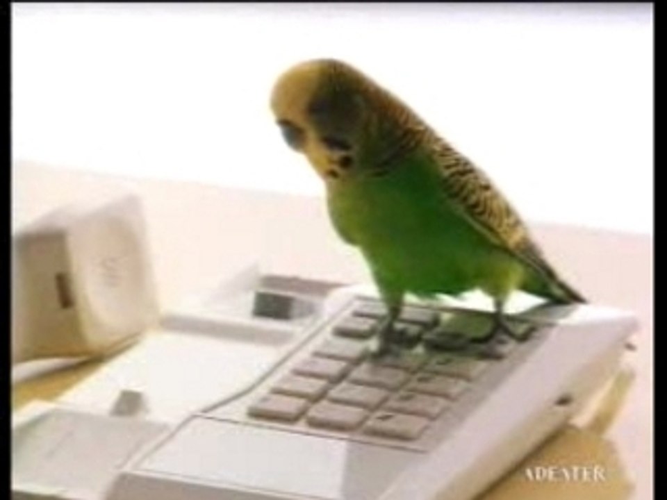 Parkiet