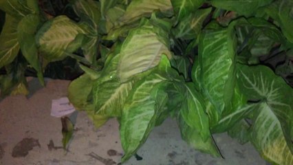 iPhone 6 Night 1080p Camera Test HD