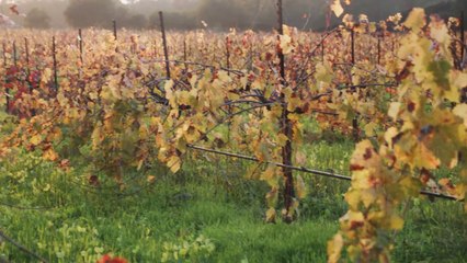 Open Fields of Grace - by Jackie Evancho - 720 HD