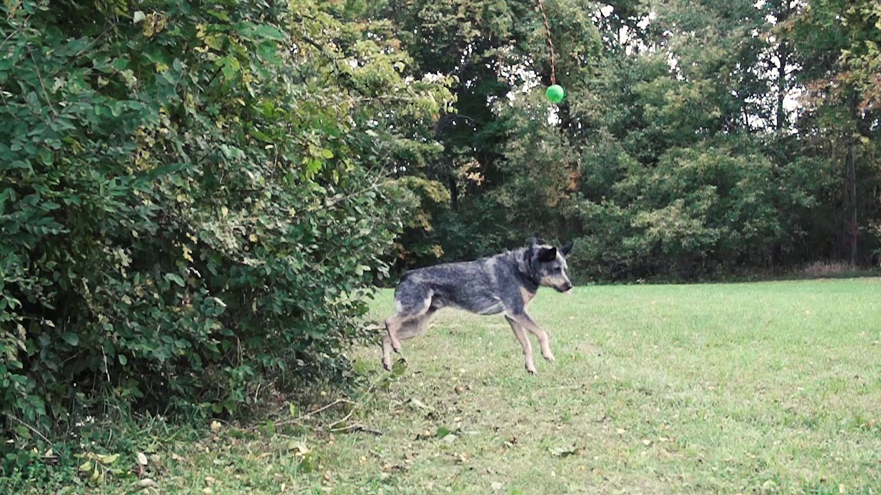 Epic Leap - Dog Gets Mad Air Slow Motion