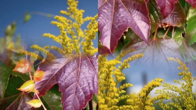 CZESŁAW NIEMEN -WSPOMNIENIE