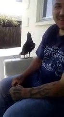 So funny Bird says f*ck you