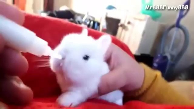 Adorable : ce lapereau boit directement au biberon