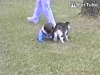 Cat Bumps Baby - Video Dailymotion