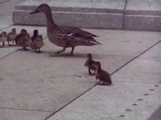 Cute Baby Ducks - Funny Videos at Fully -)(- Silly - Video Dailymotion
