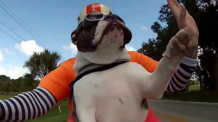 Le chien le plus cool qui salue un motard