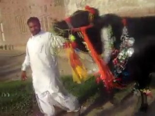 Kala shah poria Graet Cow