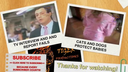 Cats and dogs fight over food bowls & dishes - Funny animal compilation