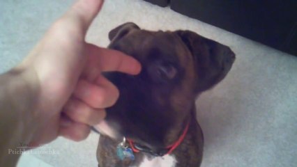 Funny Animals Playing Dead Compilation 2014